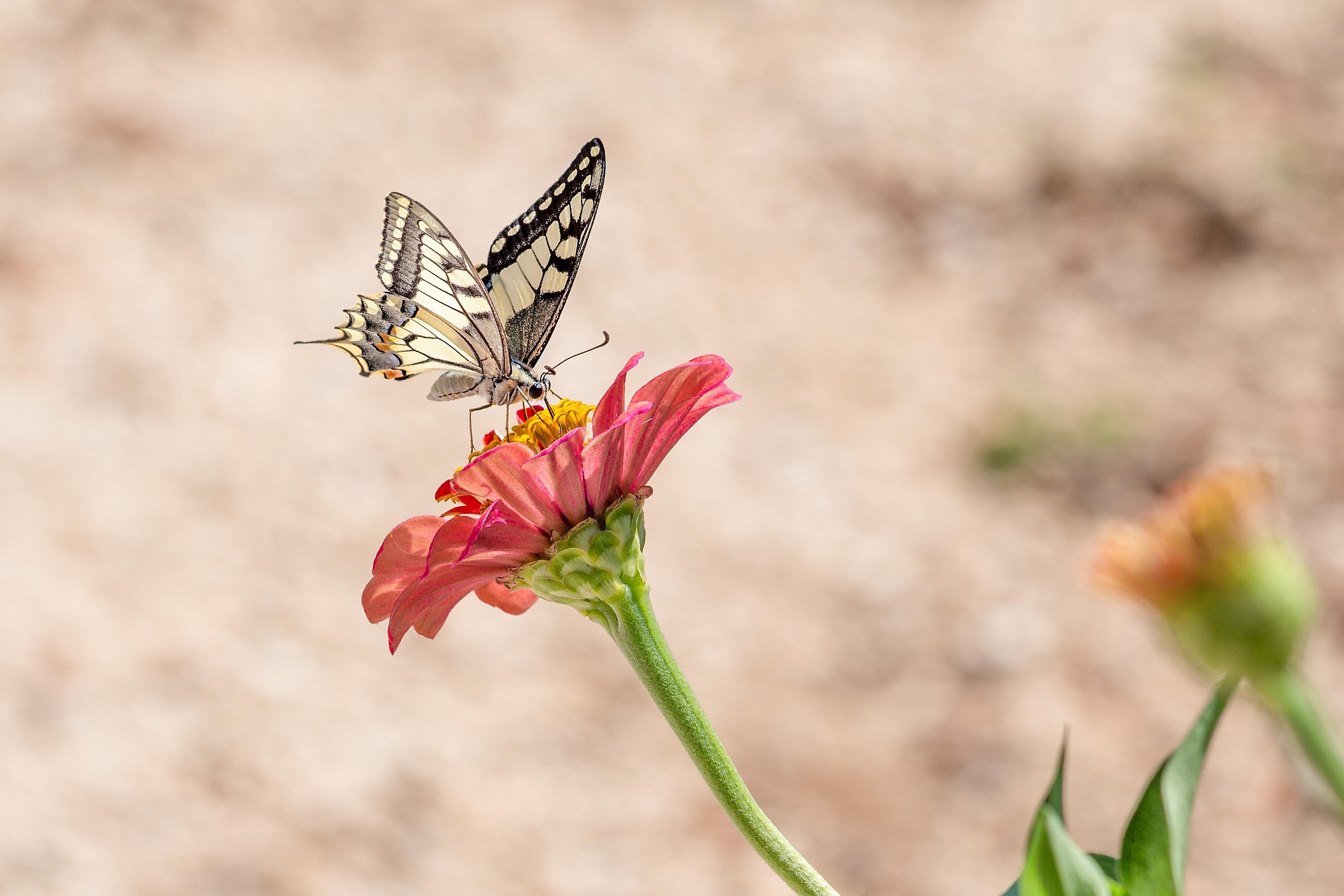 kookay-butterfly-4392802_1920